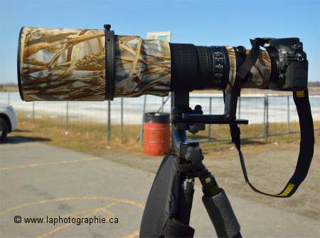 Photo d'une 500mm f4 sur une tête de trépied gimbal