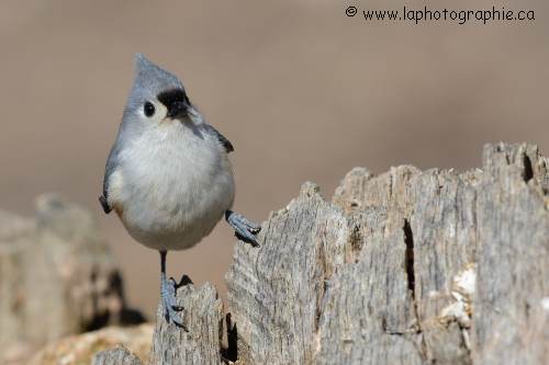 Mésange bicolore photographiée avec la 300 mm F/4 VR