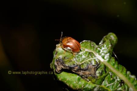 Nouvelle photo du m�me insecte