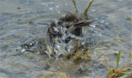 Photo d'un oiseau flou à cause des mouvements