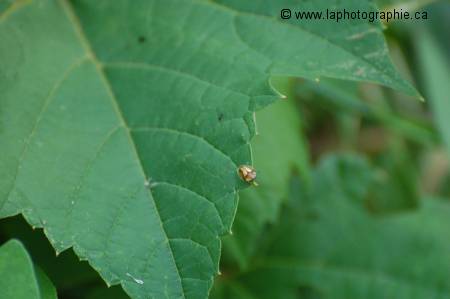 Vieille photo d'un insecte